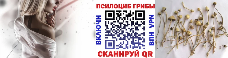 Купить  Советский  Псилоцибиновые грибы Psilocybine cubensis 